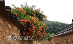 [이재명의 계절한담(閑談)(108)]능소화 연가