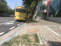 가로수 고사후 사후관리 없이 그대로 방치