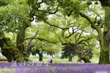 경상사진갤러리 - 경북 성주 경산리 성밖숲