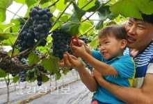 [떠나요, 주말축제]여름 끝자락서 지역 특산물 즐겨요