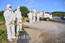 아프리카돼지열병 상륙 지역 돼지농가 비상...울산 방역단계 심각 격상