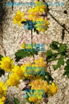 霜蹊野菊(서리내린 길에 들국화)-이토민