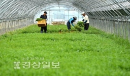 겨울철 입맛 돋울 선바위 미나리