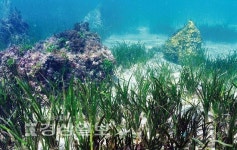 울산앞바다서 사라진 잘피(얕은 바닷물 속 해초) 복원 위한 노력 절실