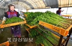 향긋한 봄의 맛…선바위 미나리 수확
