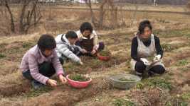 한국인의 밥상 최불암 나이 여든 한살, 태안 감태 효능은?...진주 북마성 마을 봄나물 밥상, 포항 시금치!