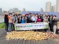 울산 남구 신정4동행정복지센터, 재배한 양파를 수확하고 고구마 모종 식재