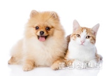 펫시터 반려동물관리사 자격증 취득대비 커리큘럼 전액 무료수강 이벤트