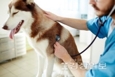 펫시터 반려동물관리사 자격증 취득위한 전액 무료수강 이벤트, 취업 활용 도움돼