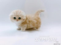 고양이 분양 전문 업체 제나캣, 분양 관련 프로모션 진행