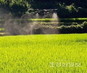 부산 기장군, 드론 활용 벼 병해충 항공방제 추진