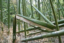 태풍에 십리대숲 쑥대밭…빌딩풍 효과 피해 키워