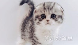 고양이 분양 전문 업체 제나캣 분양가 할인 프로모션으로 최대 80% 절감