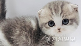고양이 분양 업체 제나캣, 분양 전문 상담 서비스