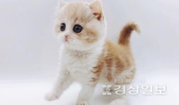 프리미엄 고양이 분양 업체 제나캣, 분양 관련 다양한 상담 서비스 제공