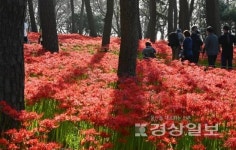 추석 연휴를 맞아 울산 대왕암공원 꽃무릇을 감상하는 시민들