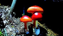 [최석영의 버섯이야기(4)]버섯 사랑에서 지역 사랑으로