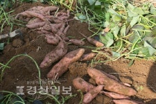 [이재명의 계절한담(閑談)(173)]추상(秋霜), 그리고 고구마