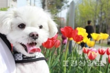 고양이·강아지 무료분양 진행 중, 순수 보호소 아이조아에 입양 문의 늘어나