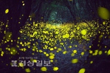 장원정 개인전 세상에…, 10년 간 기록해온 한반도 반딧불이와 설경