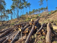 서생포왜성 정비 과정 과다 벌목 논란