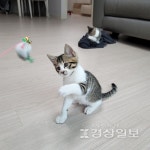 고양이 무료분양 반려동물 플랫폼 묘하개, 사지말고 입양하세요