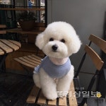 고양이 무료분양 반려동물 플랫폼 묘하개, 사지말고 입양하세요