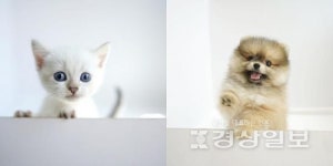 고양이분양 애견샵 미유펫, 85% 할인 실시