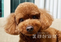 유기견·유기묘동물보호센터 하이바이보호소, 동물보호 위한 강아지 및 고양이 무료 분양 실시