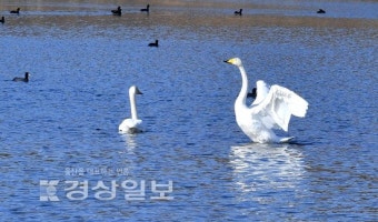 천연기념물 큰고니 한 쌍 태화강서 겨우살이