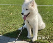 유기동물보호센터, 아이조아 요양보호소가 추구하는 가치와 방향