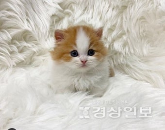 인천고양이분양 