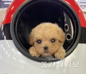 인천강아지분양 미유펫 인천점 자체동물병원 협약기념, 최대 85% 분양가할인 진행중