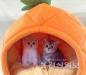 인천 고양이·강아지분양 미유펫 인천점 상합리적인 분양가 진행
