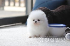 강아지·고양이 분양샵 아담스펫, 맞춤형 프리미엄 분양 서비스 제공