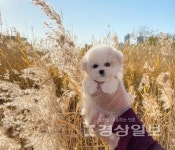 인천강아지분양 미유펫 인천점 자체동물병원 협약기념, 최대 85% 분양가할인 진행중