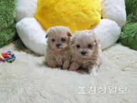 광주 강아지분양 애견샵 펫왕국, 분양가 할인 및 사후관리 시스템 갖춰