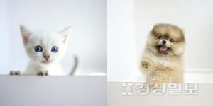 강아지분양 전문 애견샵 미유펫 동물병원과 자체브리딩으로 호평