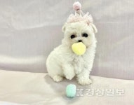 인천강아지분양 미유펫 인천점 자체동물병원 협약기념, 최대 85% 분양가할인 진행중