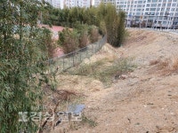 멀쩡한 대나무숲 실수로 베어내고 방치 논란