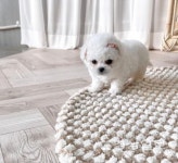 강아지 고양이분양 미유펫 인천점, 입학맞이 분양가 최대 85%할인에 나서