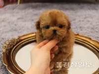 강아지·고양이 분양 스타일독앤캣, 분양가 이벤트 연장