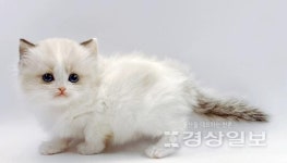 고양이 분양샵 제나캣, 비대면 분양으로 눈길