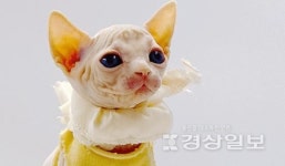 고양이 분양샵 제나캣, 각종 혜택으로 눈길