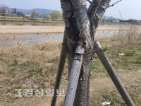 동천강변 왕벚나무, 관리부실로 고사 위기
