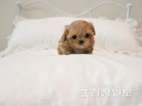 강아지·고양이분양 스타일독앤캣, 분양 시 각종 혜택 지원