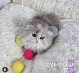 인천 강아지 고양이 분양 미유펫 인천점, 분양가 최대 85% 봄맞이 대축제 이벤트를 실시
