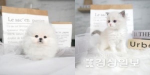 대구고양이분양 애견샵 미유펫 24시간 상담서비스 실시