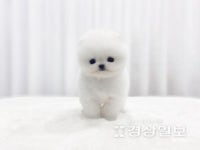 수원강아지분양 미유펫, 분양전 3대질병검사, 최대 85%할인 혜택 제공