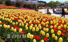 눈길 사로잡는 울산대공원 튤립